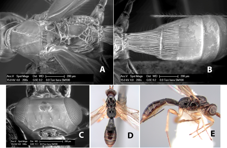 Figure 241.