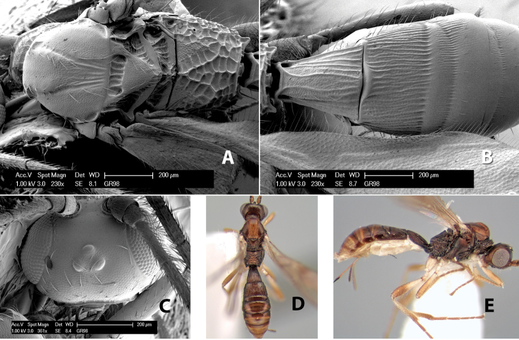 Figure 187.