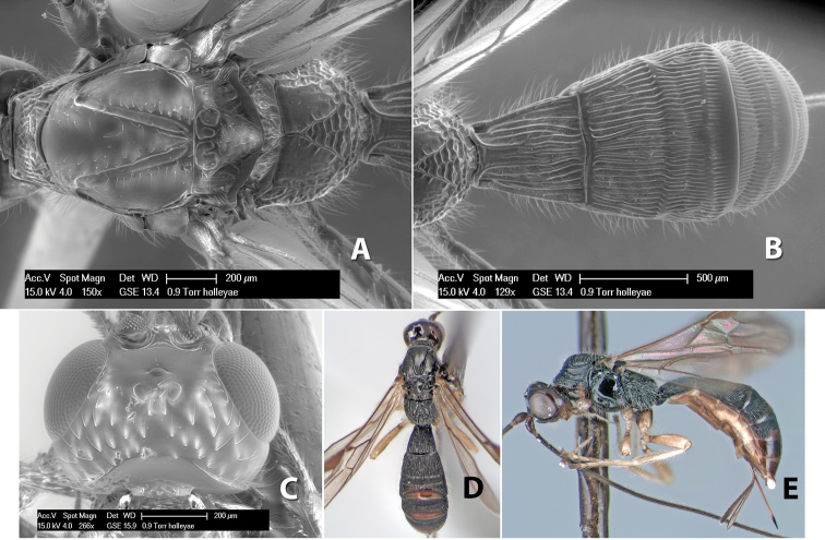 Figure 243.