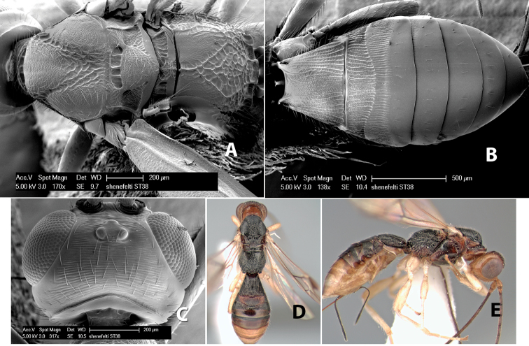 Figure 110.