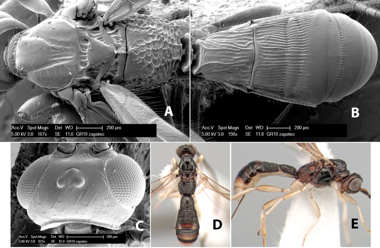 Figure 204.