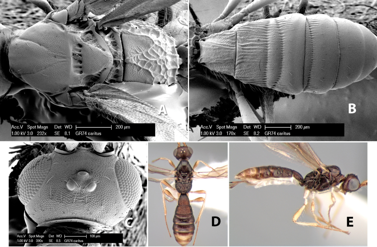 Figure 145.