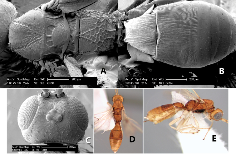 Figure 201.