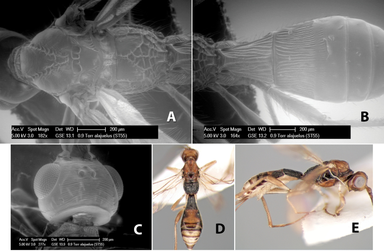 Figure 12.