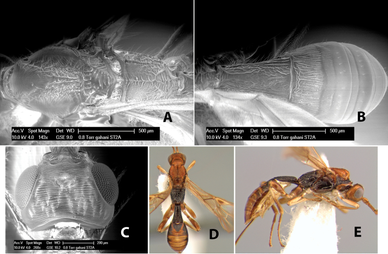 Figure 46.