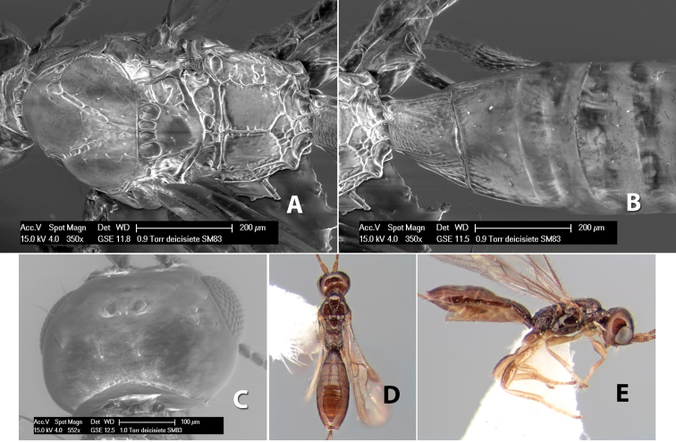 Figure 232.