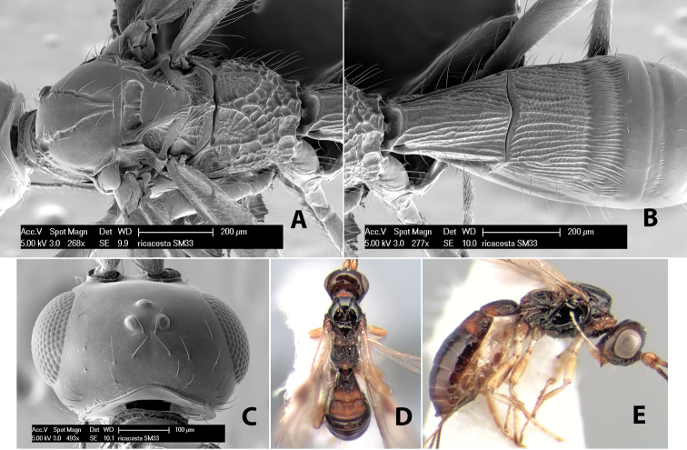 Figure 277.