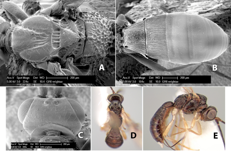 Figure 202.