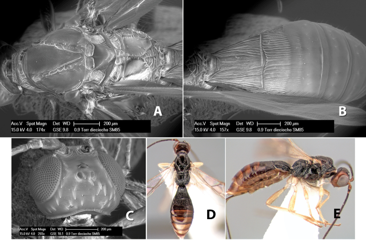 Figure 230.