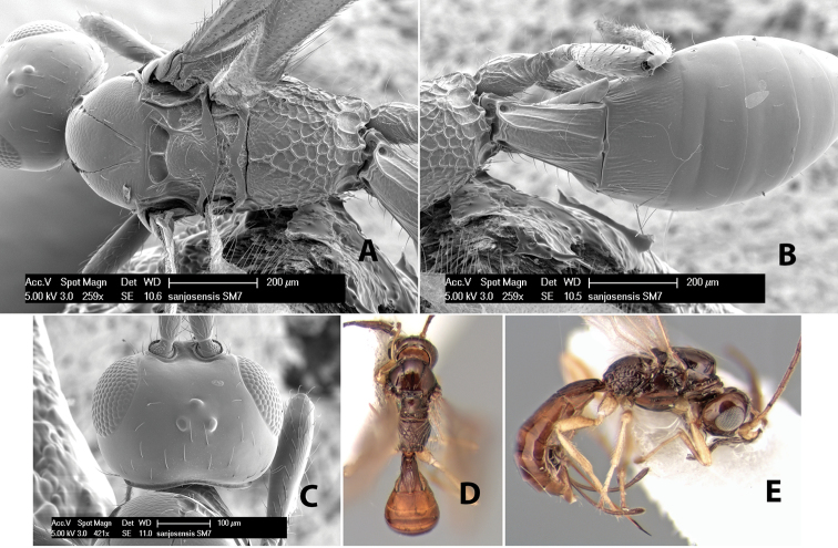 Figure 278.