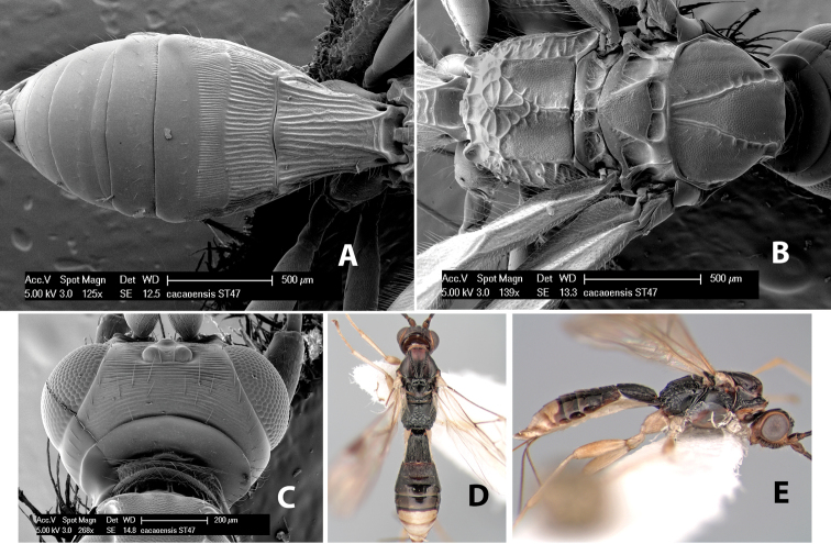 Figure 24.