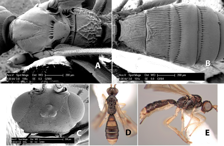 Figure 139.