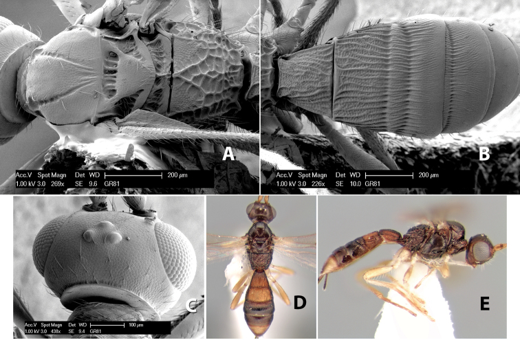 Figure 153.