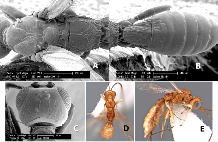 Figure 246.