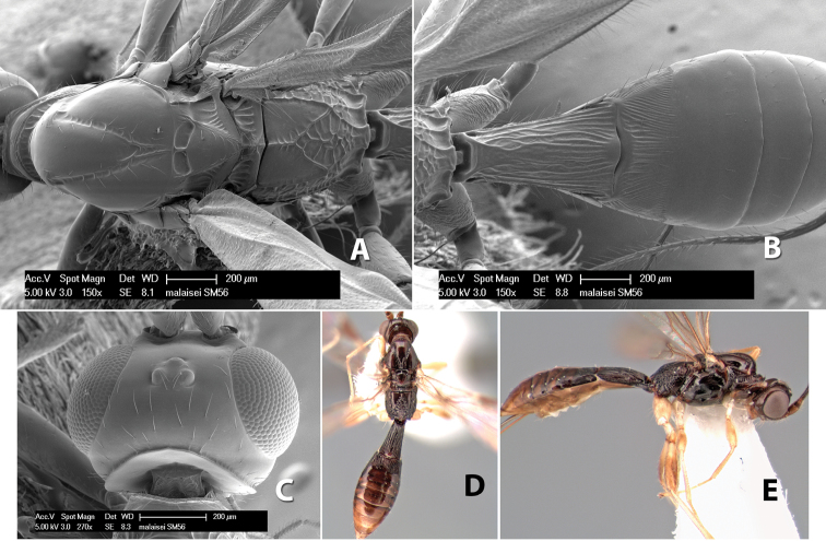 Figure 257.