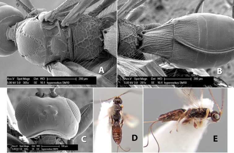 Figure 245.