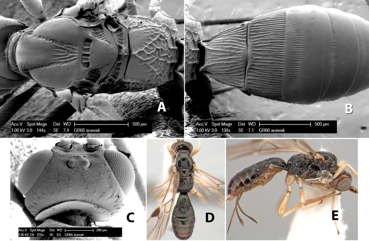 Figure 136.