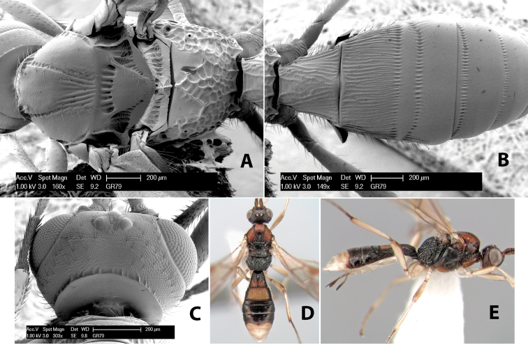 Figure 196.