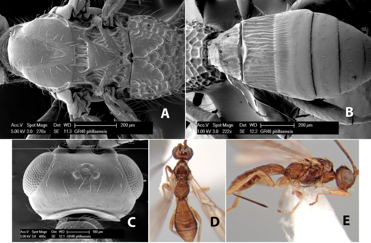 Figure 181.