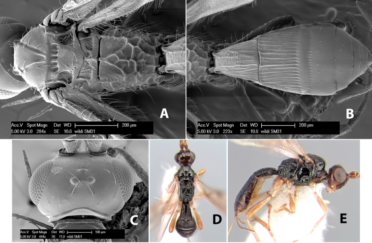 Figure 298.