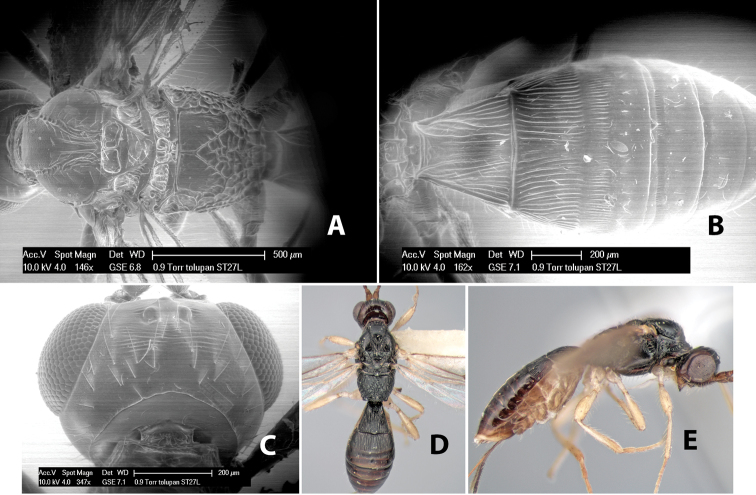 Figure 117.