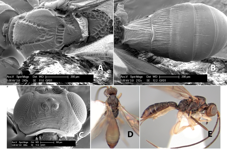 Figure 185.