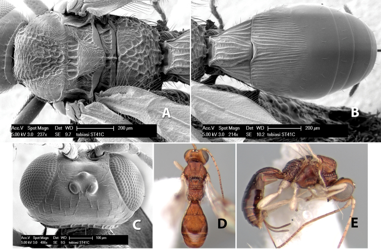 Figure 116.