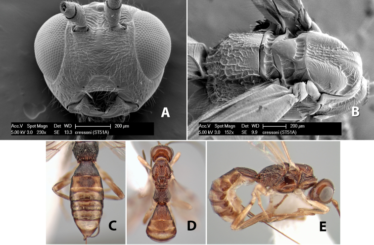 Figure 33.