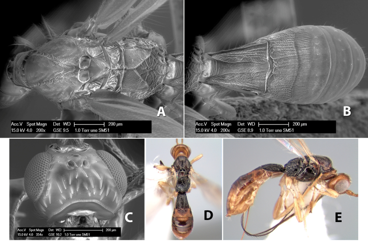 Figure 290.