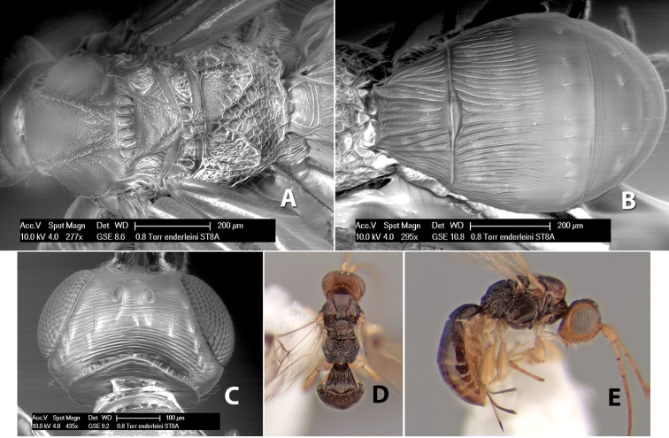 Figure 38.