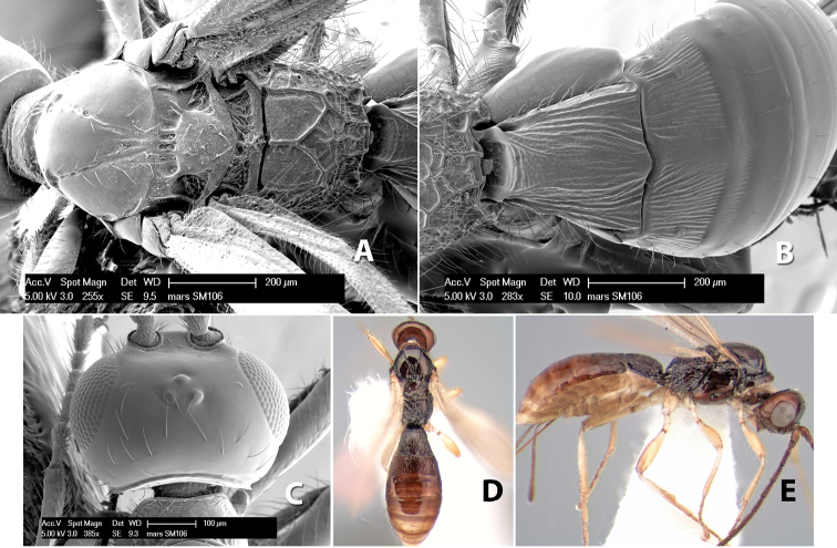 Figure 258.