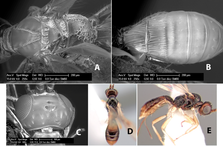 Figure 233.