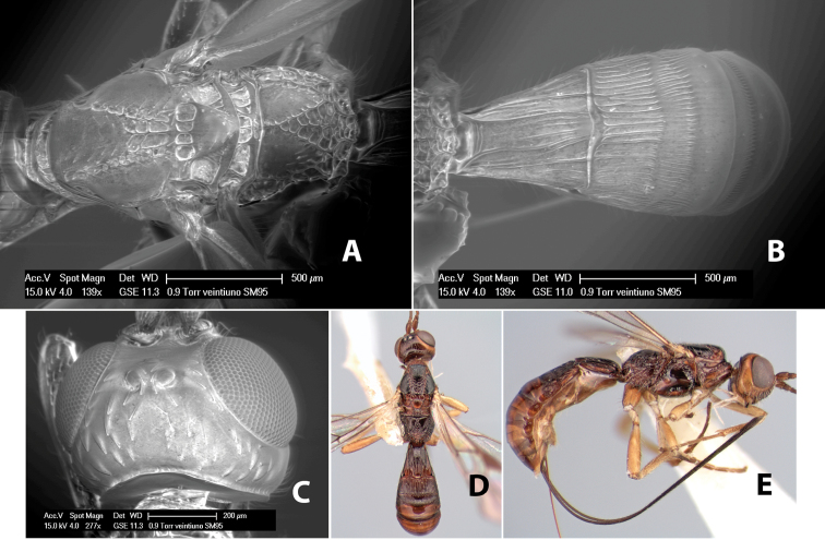 Figure 294.