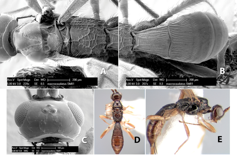 Figure 256.