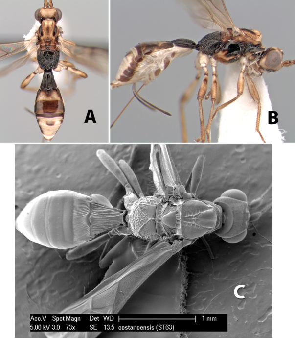 Figure 32.