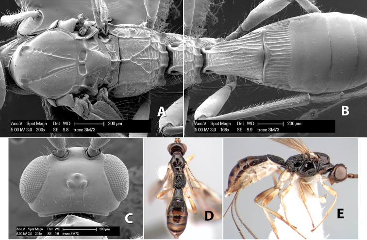 Figure 286.