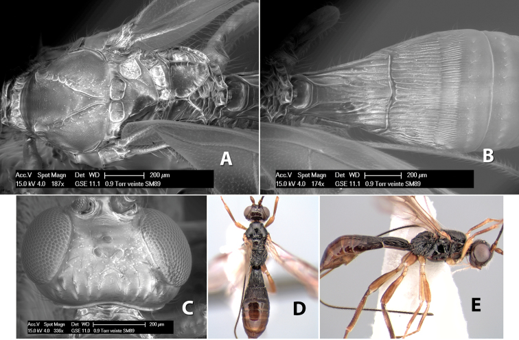 Figure 291.