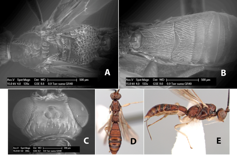 Figure 195.