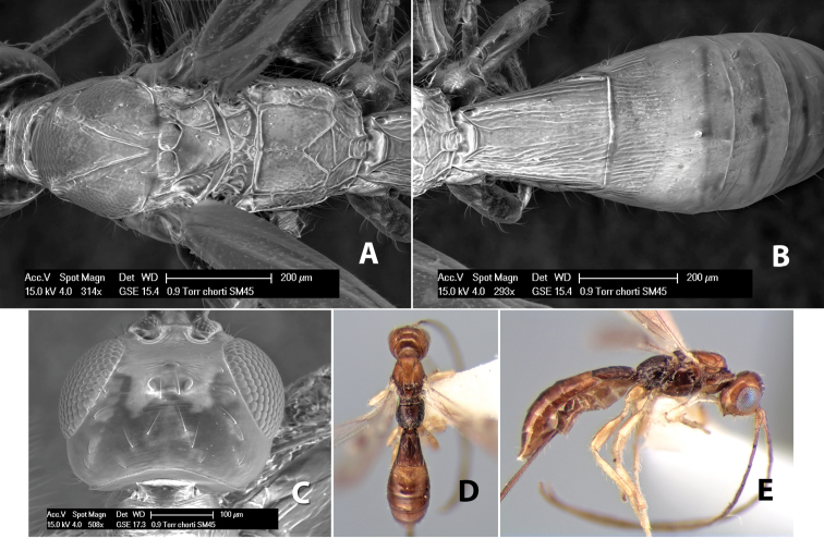 Figure 222.