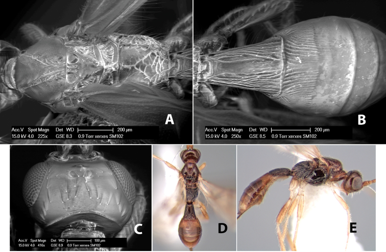 Figure 299.