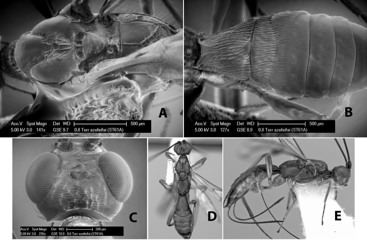 Figure 17.