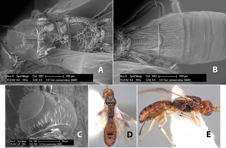 Figure 226.