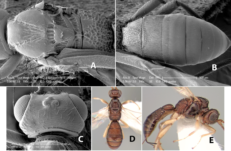 Figure 138.