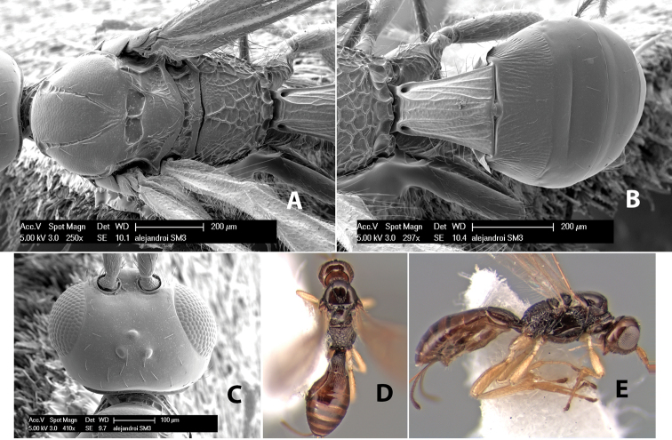 Figure 207.