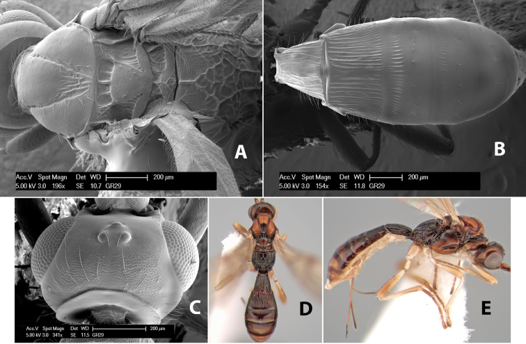 Figure 144.