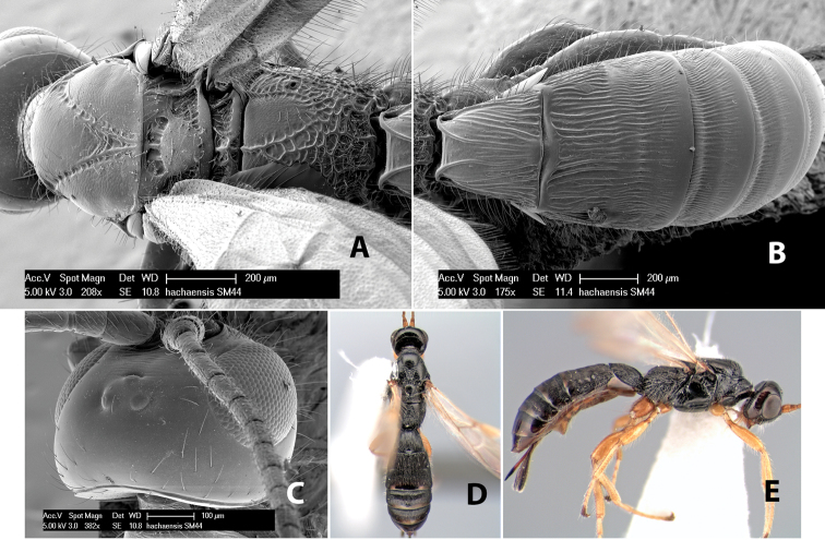 Figure 239.