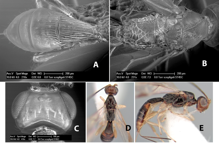 Figure 115.