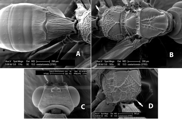 Figure 31.