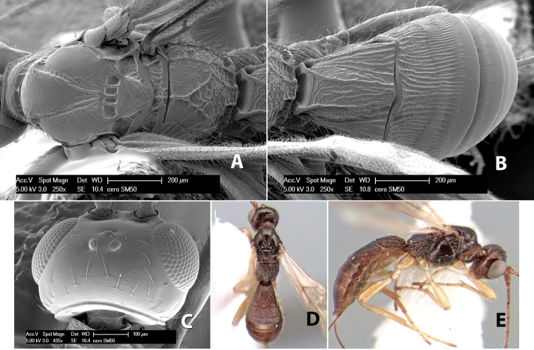 Figure 221.