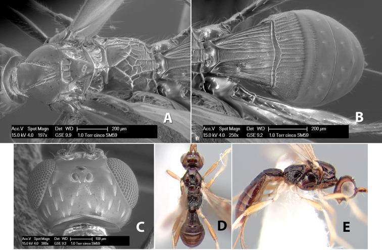 Figure 223.